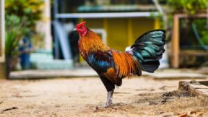 Dùng Vitamin B1 cho gà để tăng cường sức đề kháng